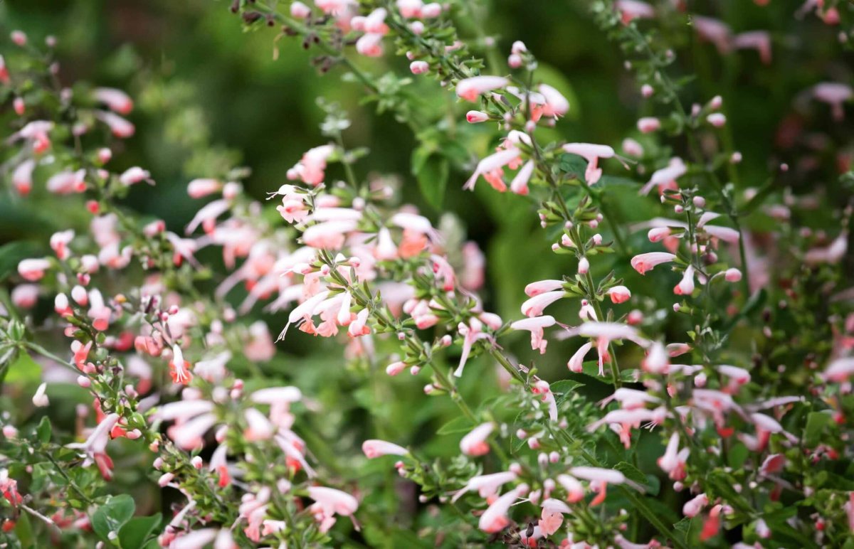 Salvia coccinea ‚Summer Jewel Pink‘ (Blutsalbei) – Bild 3