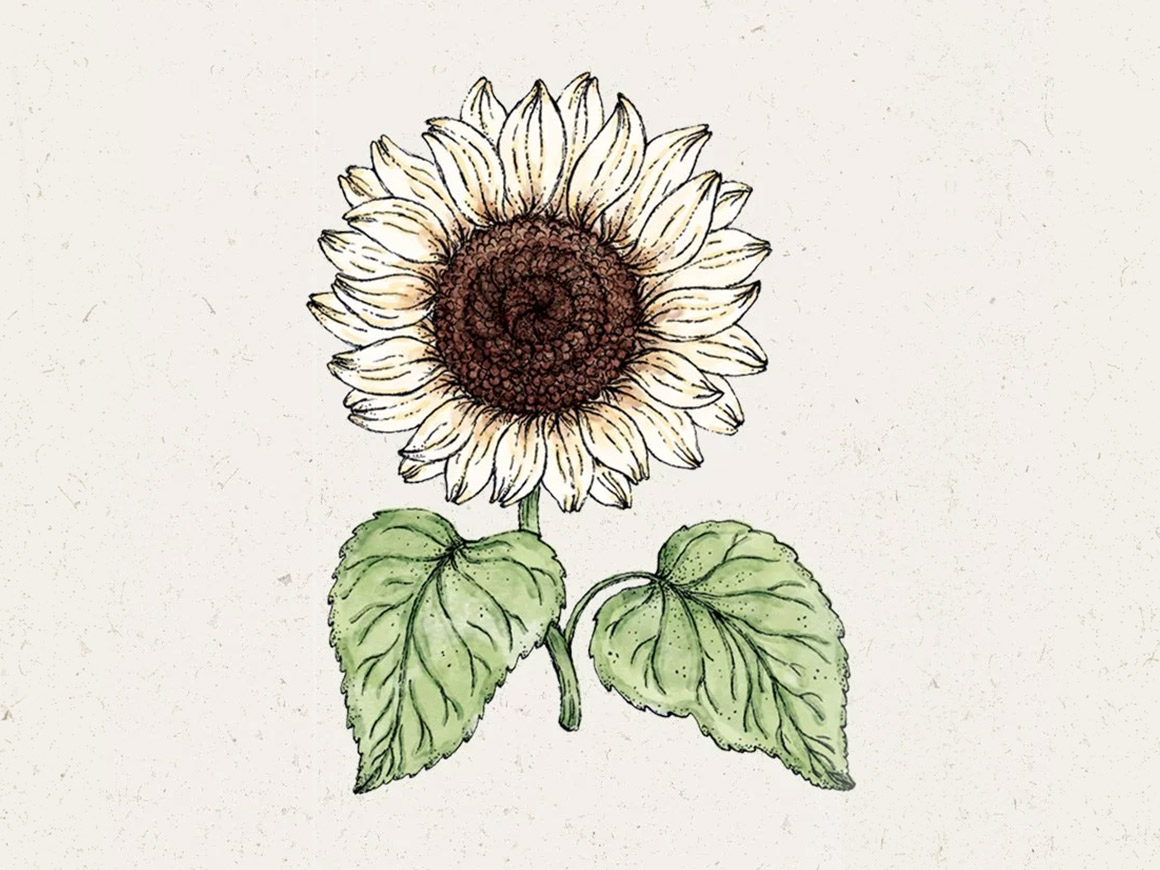 Helianthus debilis ‚Italian White‘ (Sonnenblume) – Bild 2