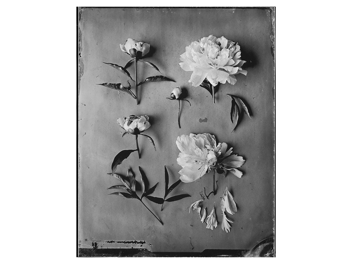 OVO Things Paeonia – Silverprint – Bild 2