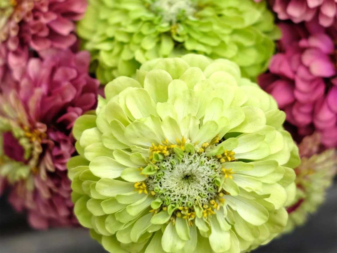 Zinnia elegans ‘Benary`s Giant Lime’ Zinnie – Bild 5